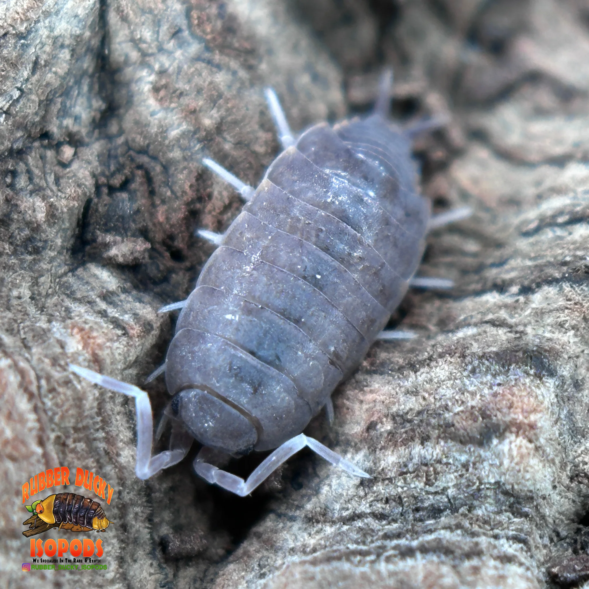 Beginner Isopods