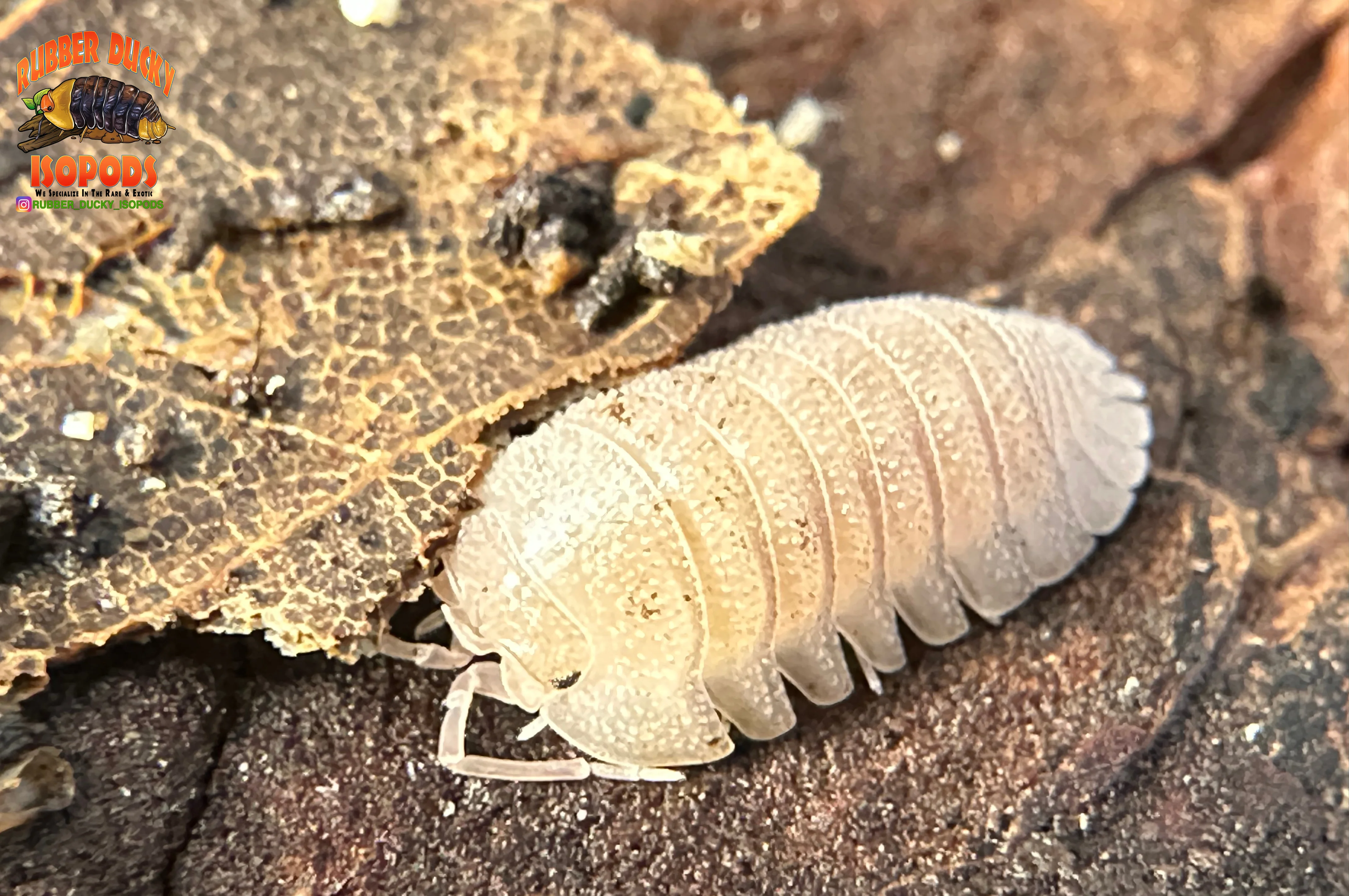 All Isopods for Sale